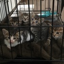 1ヵ月くらいの姉妹ネコ、助けてください！
