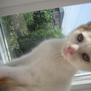 子猫の里親さんになってください。可愛いねこです。