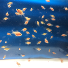 ピンポンパールの稚魚の里親募集中