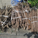 選定枝(薪やBBQの着火用にどうぞ)の画像