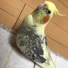 オカメインコを探しています