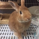 ミニウサギ オス 1歳半