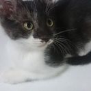 生後2カ月の子猫3匹です。