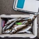 マイボートで釣り