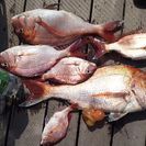 マイボートで釣り - 葛飾区