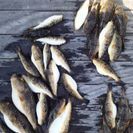 マイボートで釣り - その他