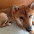 柴犬の子犬？？