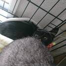 ３カ月　まだまだ小さい♀黒猫、首だけ薄サビ柄キコちゃん