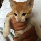 三カ月未満　愛嬌ある顔立ち♂茶白　茶助くん