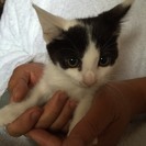 三カ月未満　個性的な柄につぶらな瞳♂白黒ハチワレ　葉月ちゃん