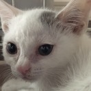 3カ月 強運にゃんこ♀白にグレーぶち　マルーンちゃん