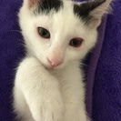 3カ月 びびりの可愛い子猫　♂白地に黒ハチワレ　ほとくん