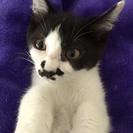 3カ月 ちょびヒゲが個性的　♂白地に黒ハチワレ　ペッパーくん