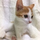 ２カ月半　シュッとしたおめめでキリッ♂茶白　うみくん - 猫