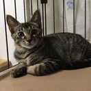 6カ月 お留守番できます♂キジトラ　ライクくん