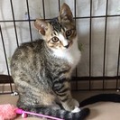 5カ月 お留守番できる優しい子♂キジ白　スタイくん