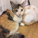 ３カ月未満　ピンとしたお耳に可愛いお顔　♀三毛猫ノッチちゃん