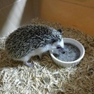 いま、人気のハリネズミ♡