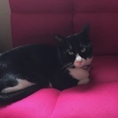 里親募集します。