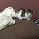 人懐っこい甘えん坊です！