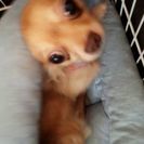 チワワミックス男の子