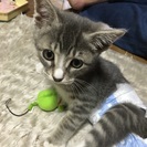 急ぎです！！子猫を大切にしてくれる方へ