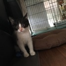 水路で保護した子猫 里親さん募集