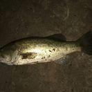 バス釣り仲間募集！