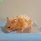 ハムスターのベビー（キンクマ・長毛） − 愛知県