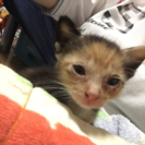 子猫の里親探してます