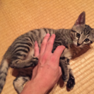 里親募集中