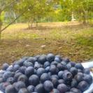 ◆ブルーベリー狩り◆飲食持ち込み自由◆恵那市観光◆ペット同伴できます◆