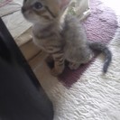 子猫もらってください