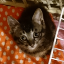 ２ヶ月ｷｼﾞﾄﾗ♂