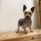 里親様が決定しました。