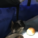 子猫ちゃん郡山市 急いでいます。
