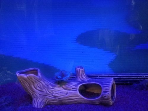 水槽一式アルビノポリステルス\u0026エンゼルフィッシュ