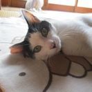猫の里親募集しています。