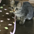 捨て猫拾いましたの画像
