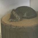 捨て猫拾いました - 松戸市