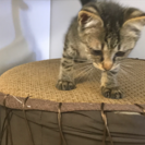 捨て猫拾いました - 猫