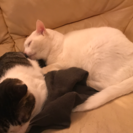 迷子猫探しています。