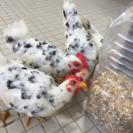模様のきれいな小型短足の碁石チャボです。雄鶏のみもらっていただけ...