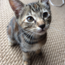 5月30日生まれ 子猫 里親募集