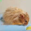 ゴールデンハムスターの赤ちゃん（キンクマ・長毛種） - その他
