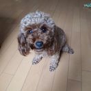 トイプードル　メス