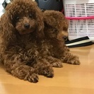 犬友
