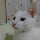 癒し系男子白猫とんとん君3ヶ月