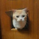 猫のくぐり戸
