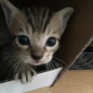 誰か大切に飼っていただける方お願いします